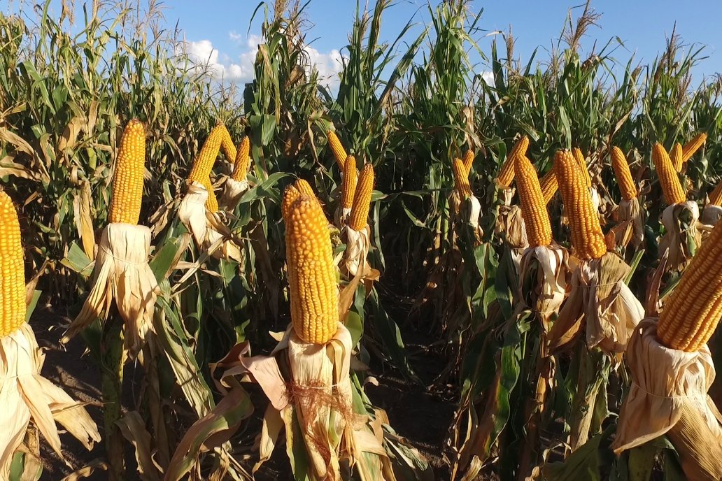 “Entre Ríos impulsa la producción de maíz”
