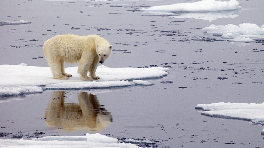 Alarmante: el Ártico registró un record de calor con una temperatura superior a los 38 grados