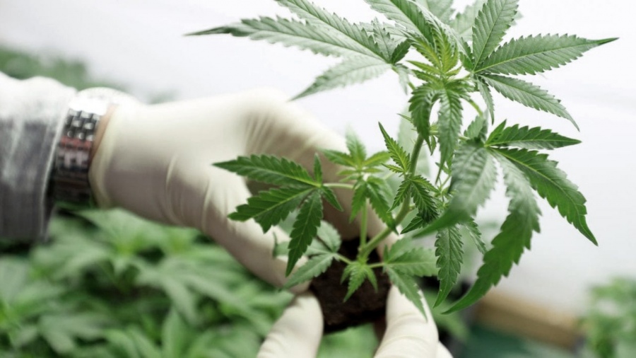 La Corte Suprema avaló el control estatal para autocultivo de cannabis para uso medicinal