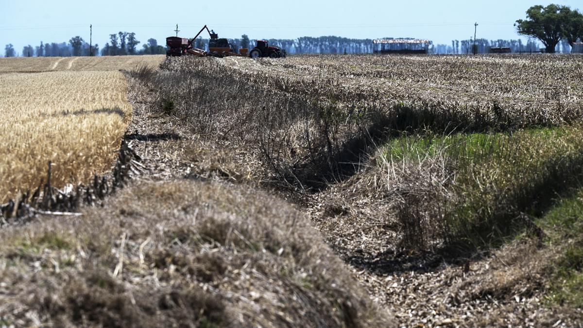 Sequía: las exportaciones agropecuarias podrían caer hasta us$8.500 millones