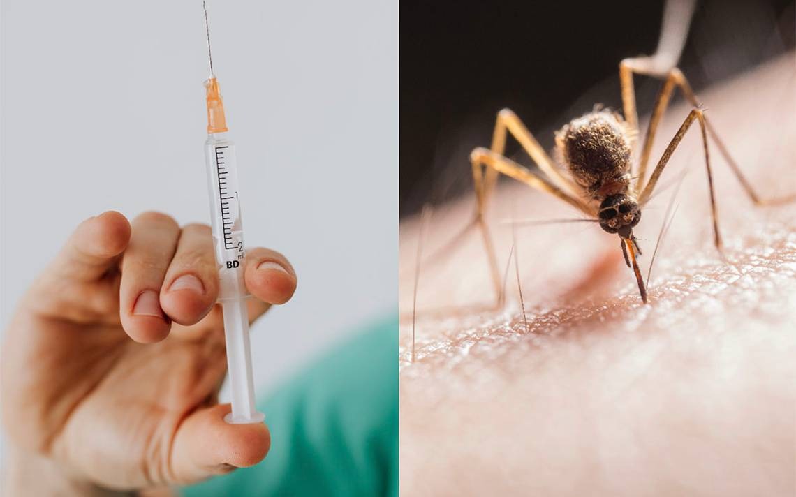 La vacuna contra el dengue llega a la Argentina