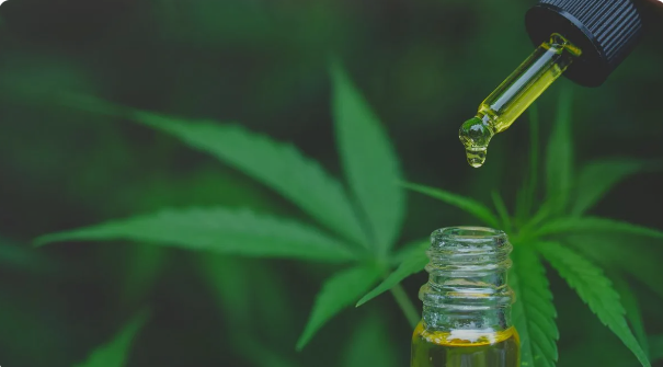 Cannabis medicinal en Paraná: se inauguró el primer club de cultivo