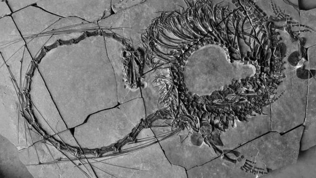 Descubren el fósil de un “dragón” de 240 millones de años