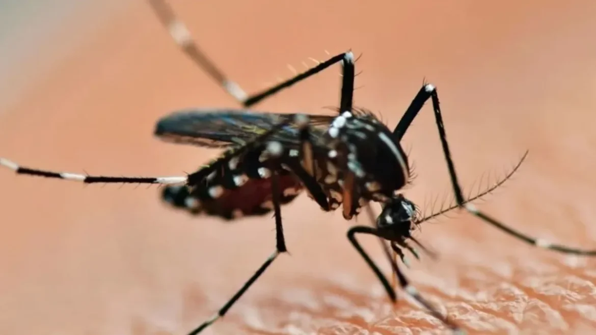 Entre Ríos: más de 1.900 casos de dengue
